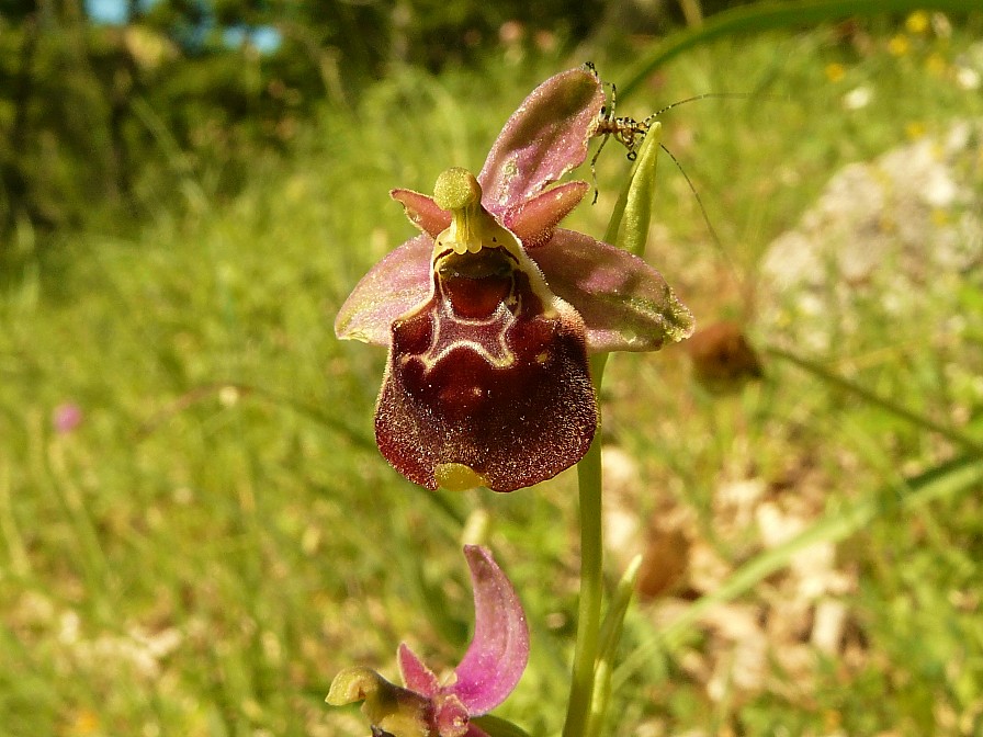 Variabilita'' di Ophrys holosericea (=O. fuciflora)....